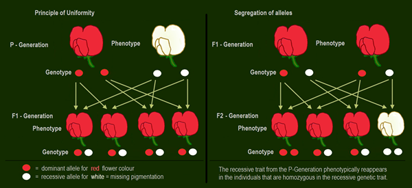 Différence entre la théorie du mélange et la théorie de l'héritage mendélien