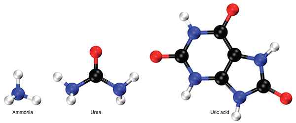 Perbedaan antara nitrogen urea darah dan urea darah