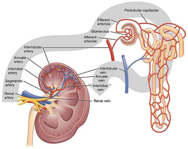 Perbedaan antara kapsul Bowman dan glomerulus