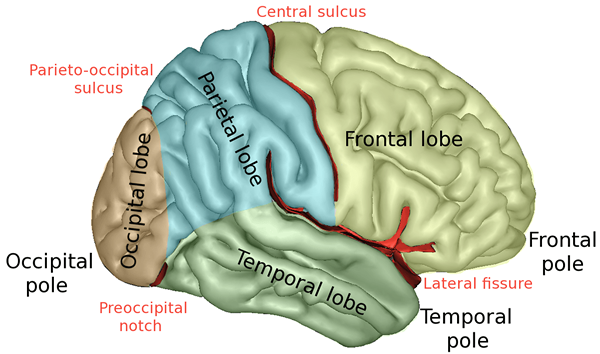 Perbezaan antara otak dan cerebrum