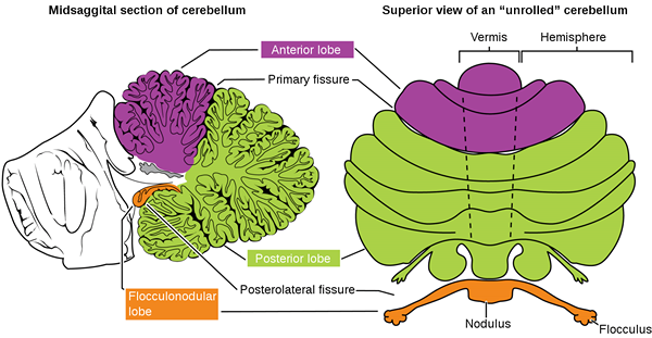 Diferencia entre el tronco encefálico y el cerebelo