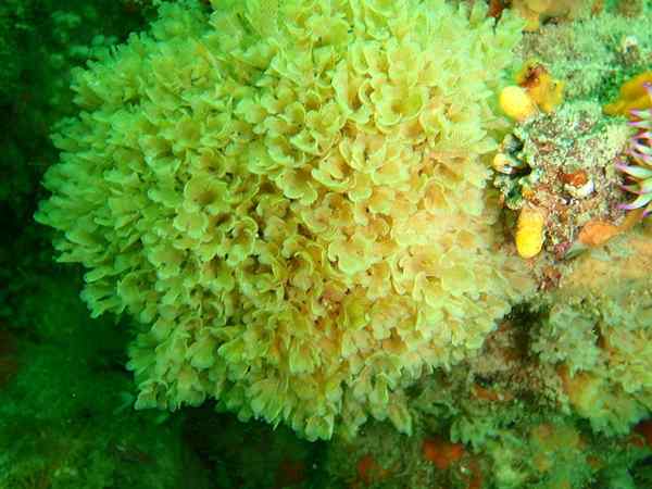 Différence entre les bryozoaires et les coraux