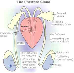 Perbezaan antara kelenjar bulbourethral dan kelenjar prostat