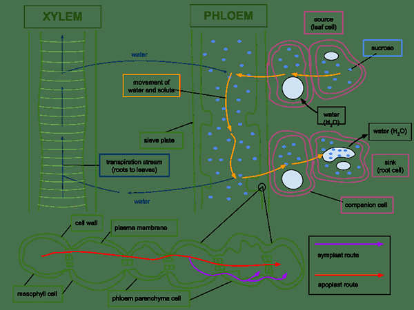 Unterschied zwischen Massenfluss und Diffusion