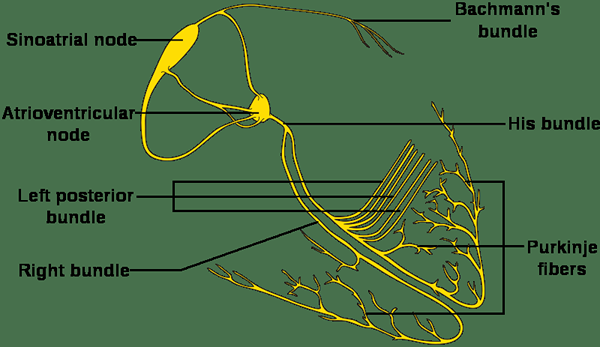 Différence entre le paquet de ses fibres et des fibres de Purkinje