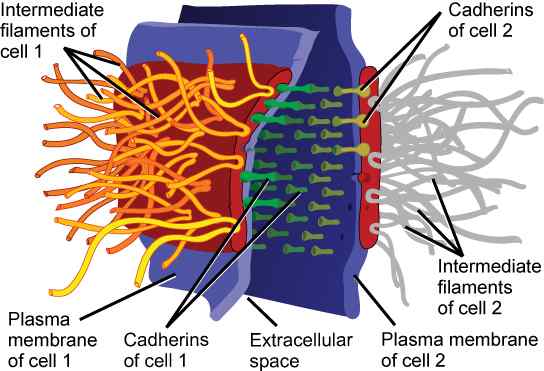 Unterschied zwischen Cadherin und Integrin