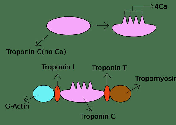 Perbezaan antara calmodulin dan troponin c