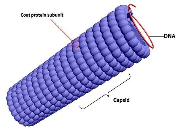 Diferencia entre la cápside y la nucleocapsid