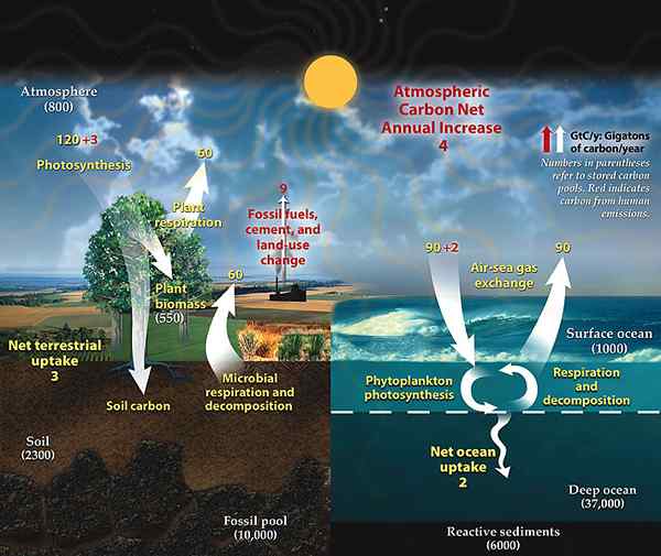 Diferencia entre el ciclo del carbono y el ciclo de fósforo
