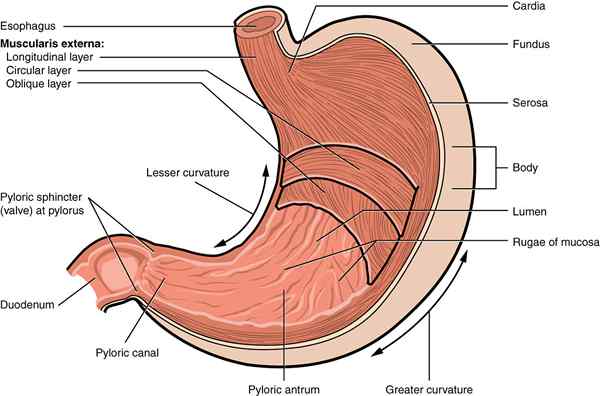 Différence entre le sphincter cardiaque et pylorique