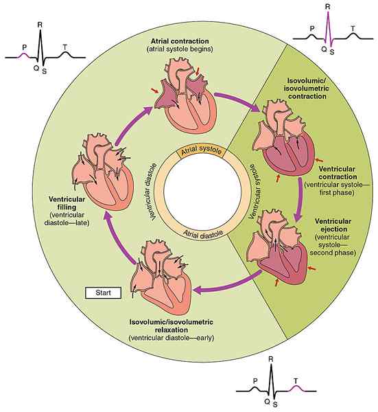 Différence entre le cycle cardiaque et le débit cardiaque