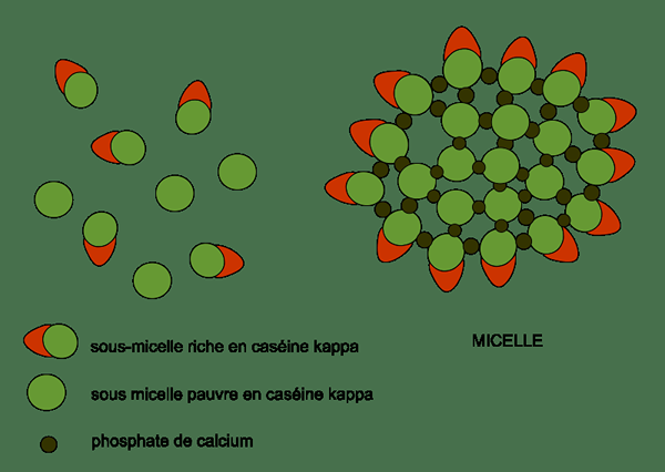 Différence entre la caséine et le lactose