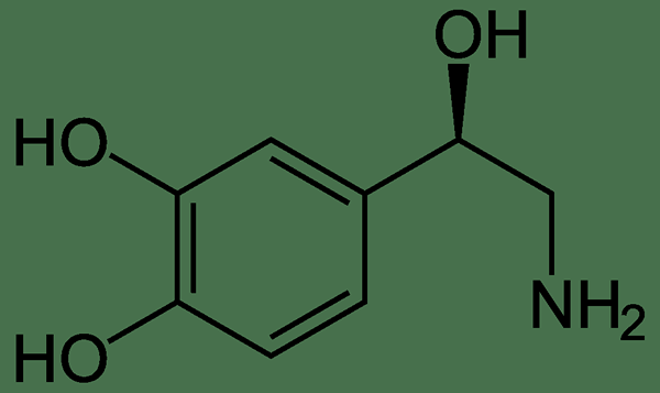 Perbedaan antara katekolamin dan noncatecholamine