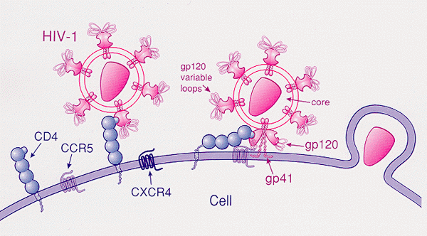 Unterschied zwischen CCR5 und CXCR4