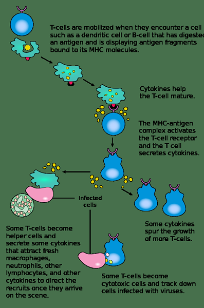 Perbedaan antara kekebalan yang dimediasi sel dan antibodi