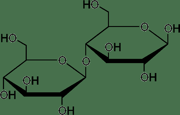 Différence entre le cellobiose et la cellulose