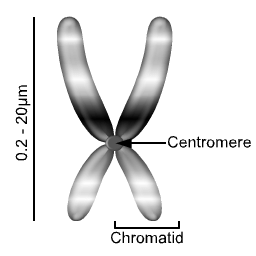 Unterschied zwischen Zentromer und Chromomer