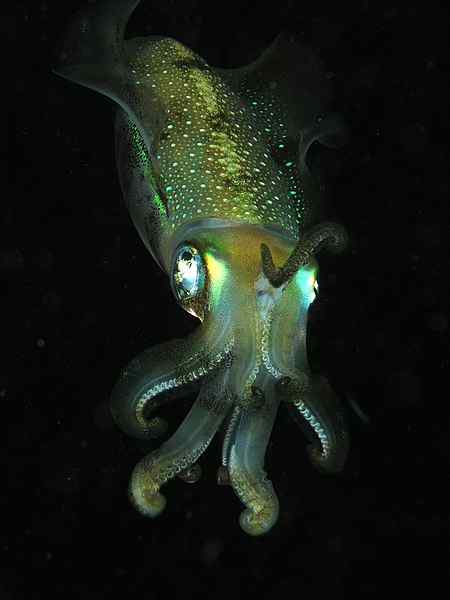 Perbezaan antara cephalopod dan gastropod