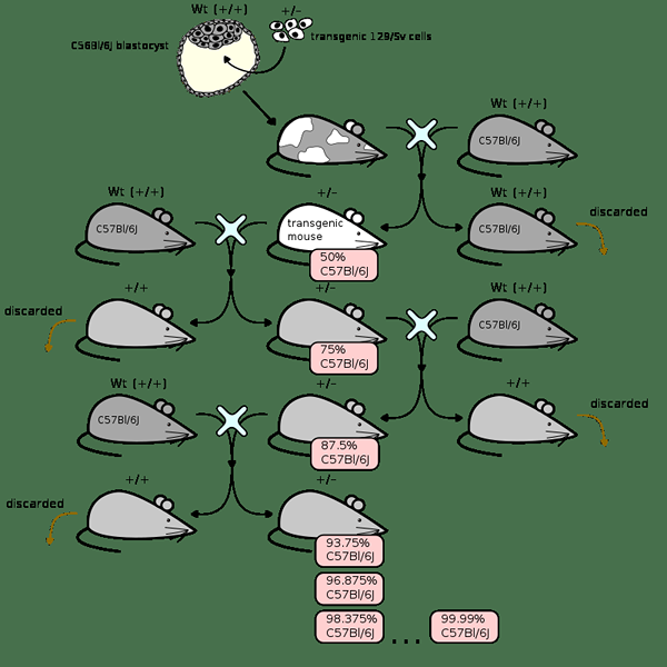 Diferencia entre los organismos quiméricos y transgénicos