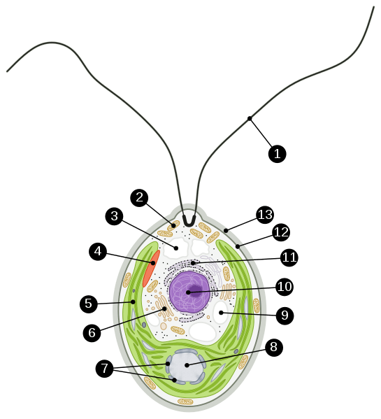 Différence entre Chlamydomonas et Spirogyra