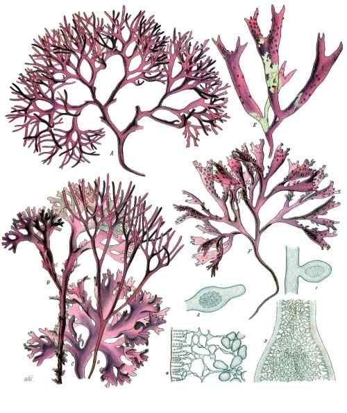 Diferencia entre Clorophyceae Phaeophyceae y Rhodophyceae