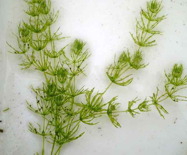 Perbezaan antara chlorophyta dan charophyta