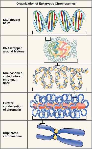 Différence entre la fibre de chromatine et le chromosome