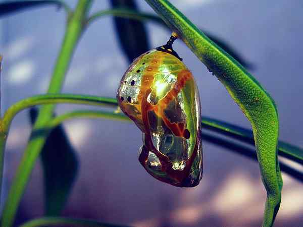 Perbedaan antara chrysalis dan kepompong