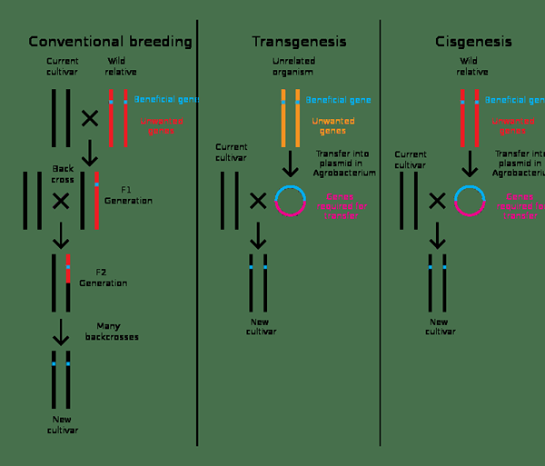 Perbezaan antara cisgenesis dan intragenesis