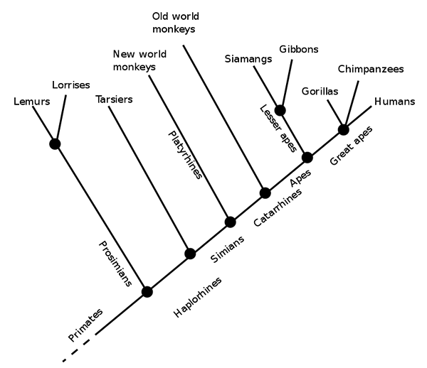 Perbezaan antara cladogram dan kunci dikotom