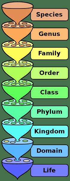 Perbezaan antara klasifikasi dan tatanama binomial