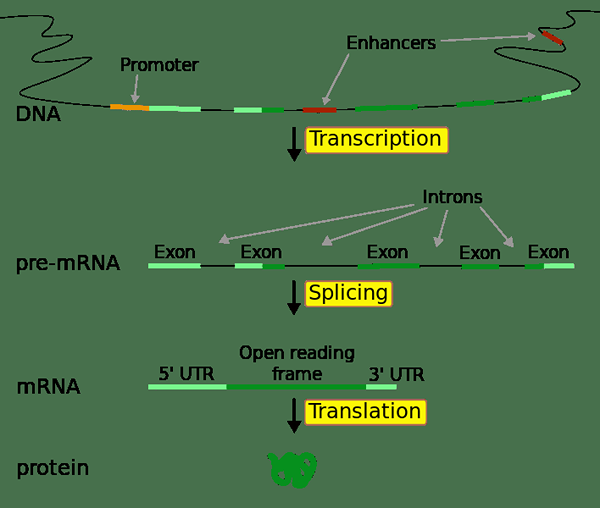 Différence entre le codage et l'ADN non codant