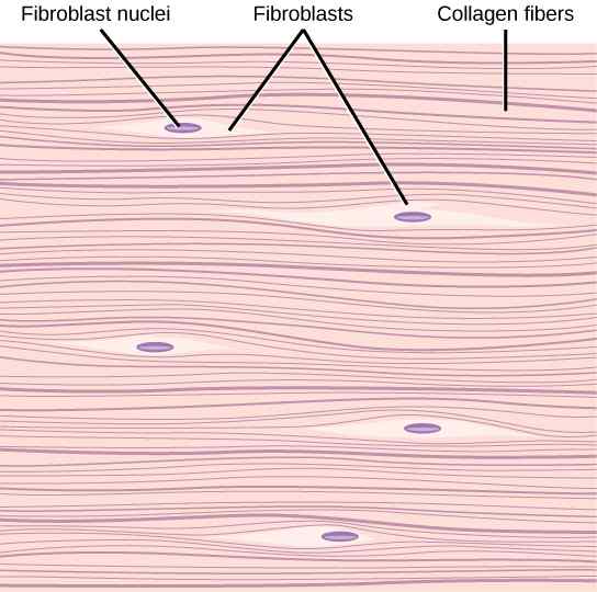 Perbezaan antara gentian elastin kolagen dan reticular