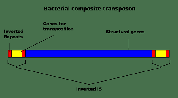 Différence entre les transposons composites et non composites