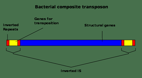 Diferencia entre transposones compuestos y elementos de IS
