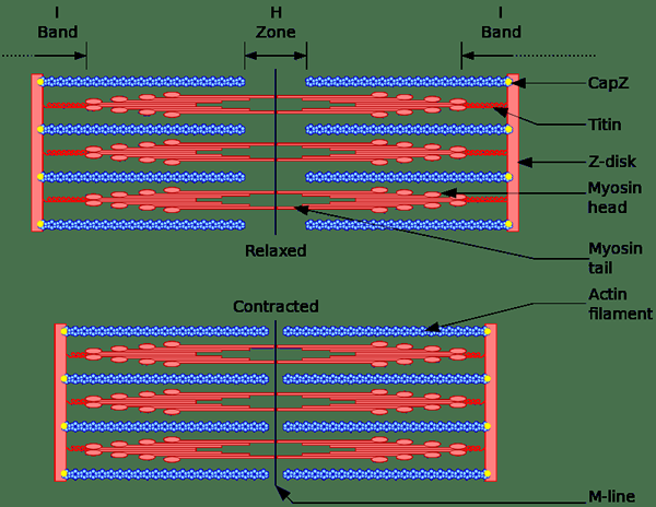 Différence entre les contractions concentriques et excentriques