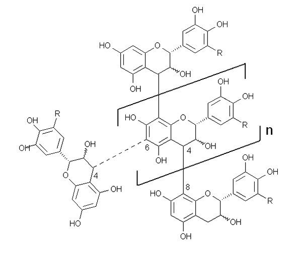 Unterschied zwischen kondensierter hydrolysierbarer und Phlorotanninen