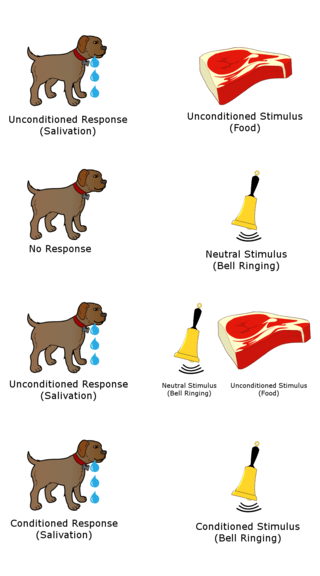 Diferencia entre el estímulo condicionado y el estímulo incondicionado