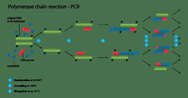 Perbezaan antara konsensus PCR dan Pan PCR