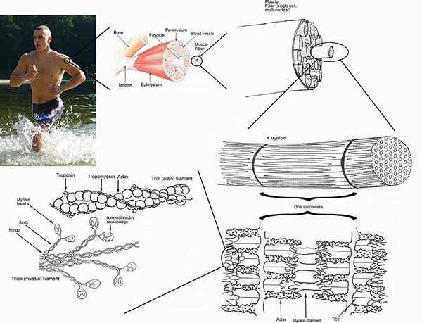 Différence entre le tissu contractile et non contractile