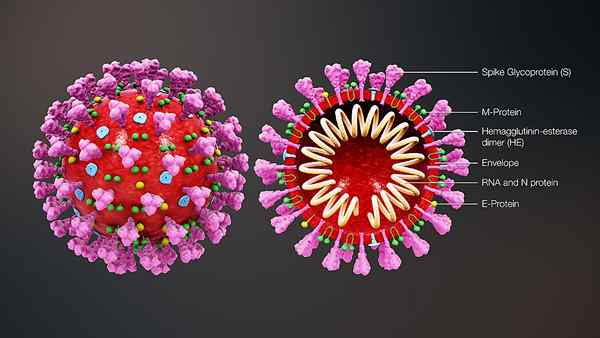 Diferencia entre el coronavirus y la influenza