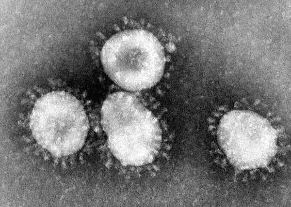 Différence entre le coronavirus et le rhinovirus