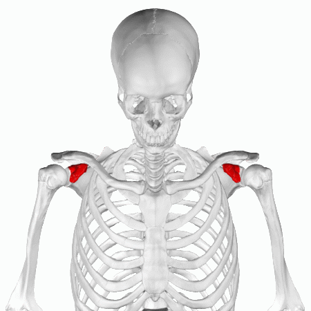 Diferencia entre coronoides y coracoides