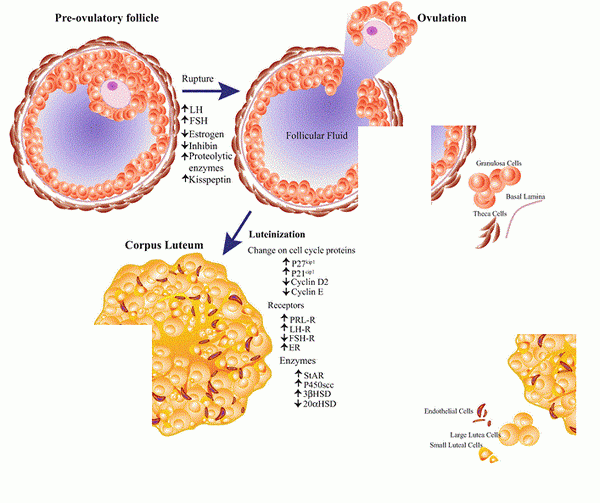 Différence entre Corpus luteum et Corpus albicans