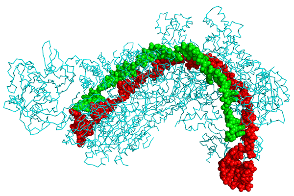 Perbezaan antara CRISPR dan CRISPR CAS9