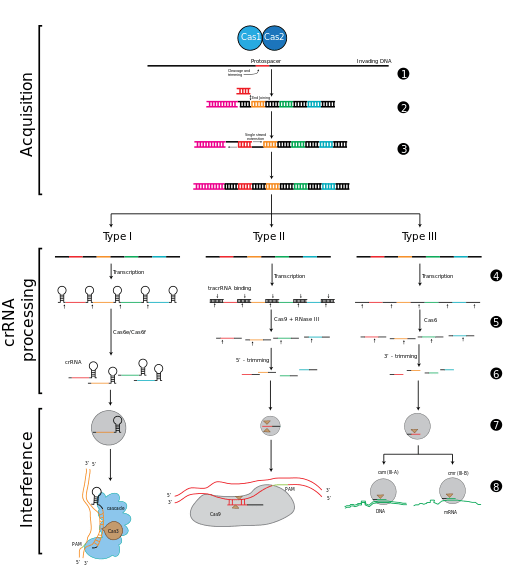Perbezaan antara CRISPR dan RNAi