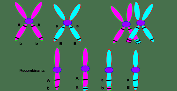 Diferencia entre la frecuencia de cruce y la frecuencia de recombinación