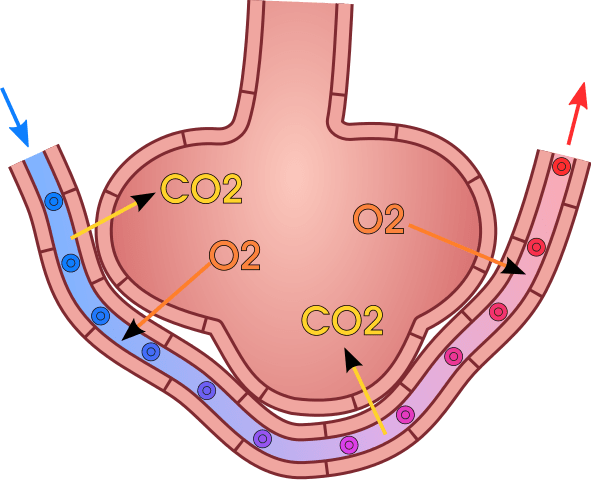 Diferencia entre la respiración cutánea y pulmonar