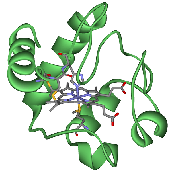 Différence entre le cytochrome et le phytochrome