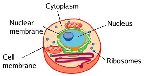 Unterschied zwischen Zytoplasma und Nucleoplasma